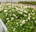  Пеларгония, рудбекия, вербена, колеус - в Южно-Сахалинске весной высадят 300 тысяч цветов
