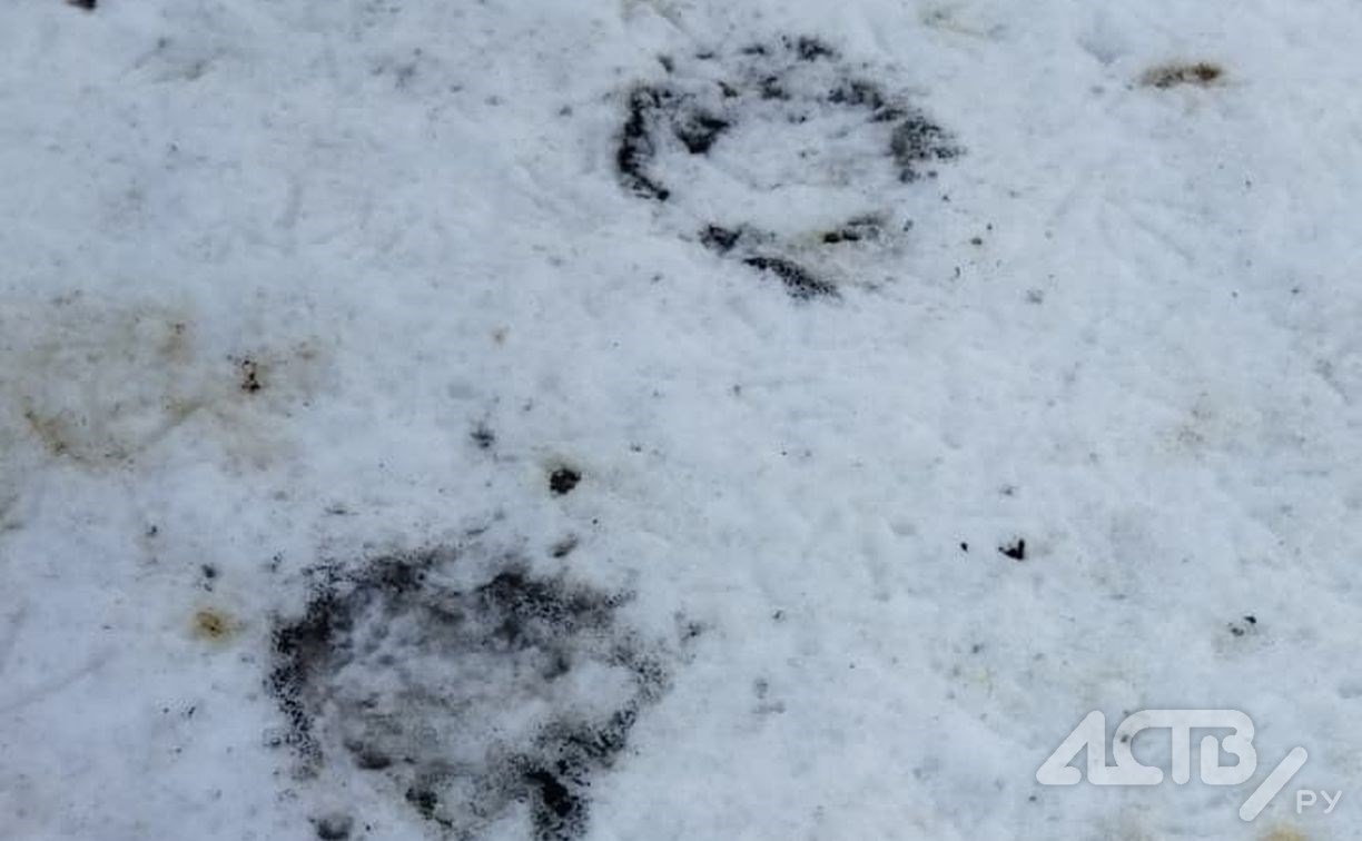"Не спится": медведи ходят по сугробам в окрестностях Северо-Курильска