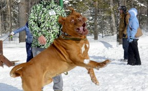 Организаторы благотворительных собачьих бегов в Южно-Сахалинске собрали 31 тысячу рублей