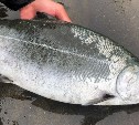 "Сима или горбуша?": сахалинские рыбаки спорят о снимке в интернете