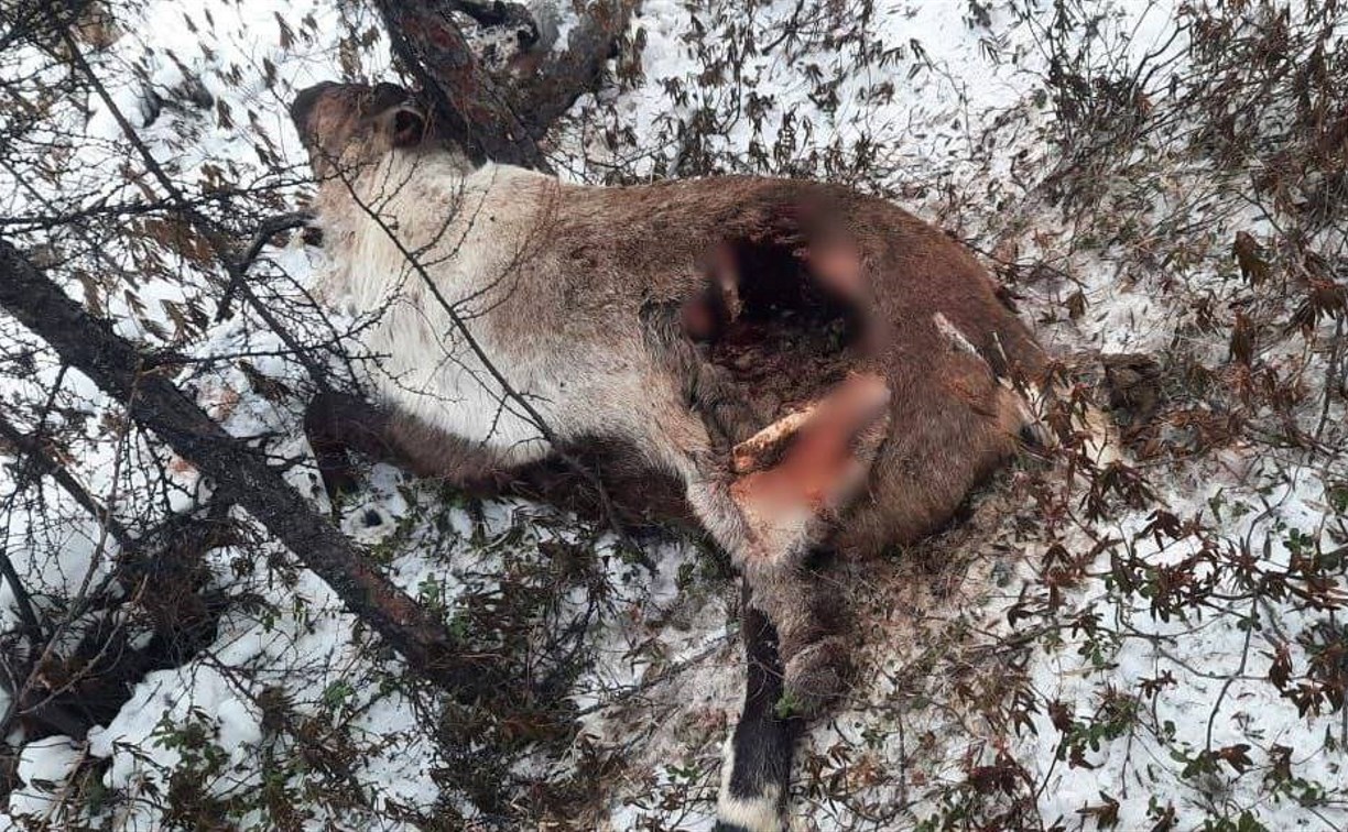 Большое количество трупов оленей опять нашли на севере Сахалина 