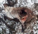 Большое количество трупов оленей опять нашли на севере Сахалина 