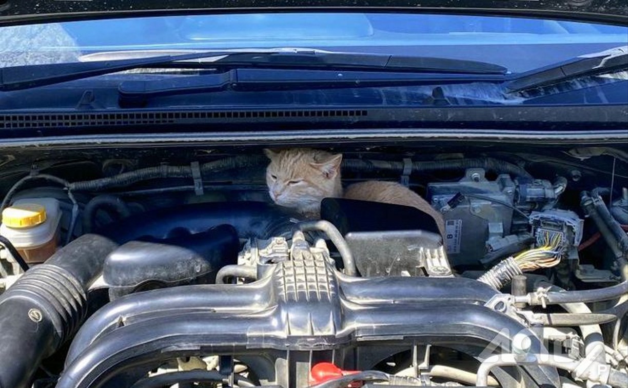 На забравшегося под капот авто в Южно-Сахалинске рыжего кота претендуют сразу несколько хозяев