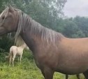 Изящная лошадь Скарлетт загадочно исчезла с сахалинской фермы