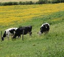 Стадо коров погибло на Сахалине, переев травы
