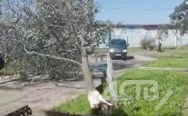 "Надо Тёмыча предупредить": жители Поронайска сняли на видео эффектное падение дерева