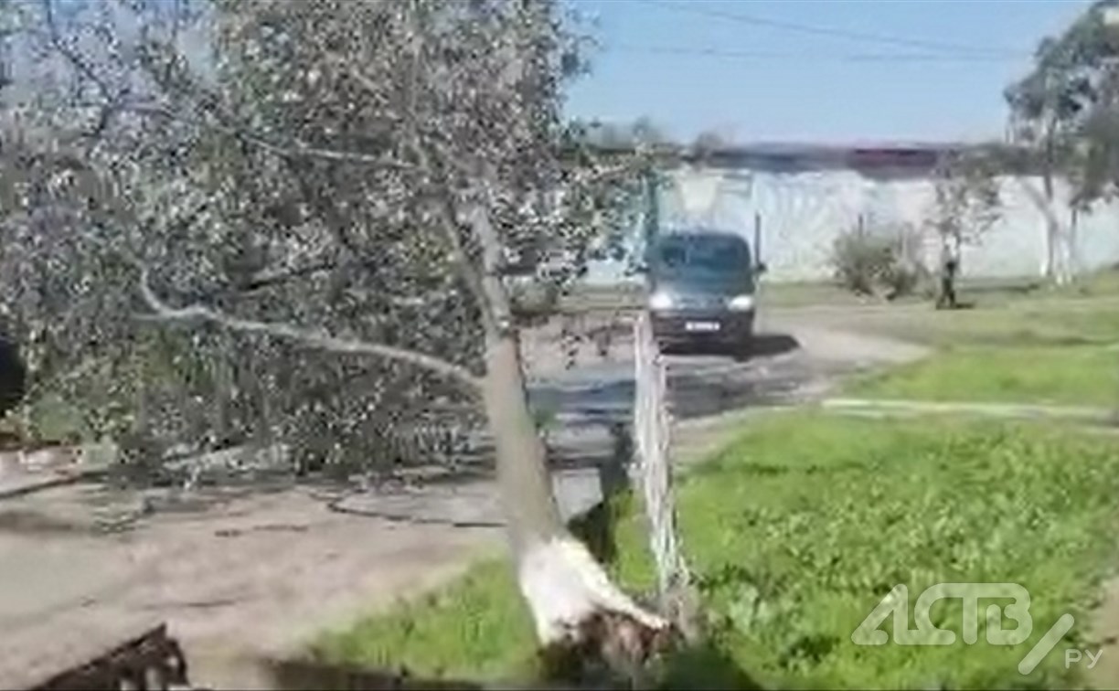 "Надо Тёмыча предупредить": жители Поронайска сняли на видео эффектное падение дерева