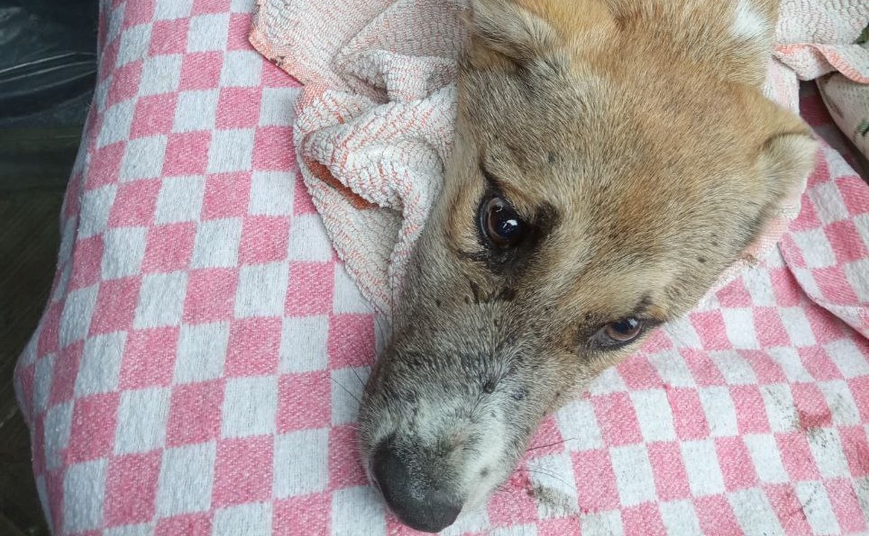 Сбитый у прокуратуры в Поронайске щенок три дня пролежал в теплотрассе с открытым переломом