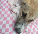Сбитый у прокуратуры в Поронайске щенок три дня пролежал в теплотрассе с открытым переломом