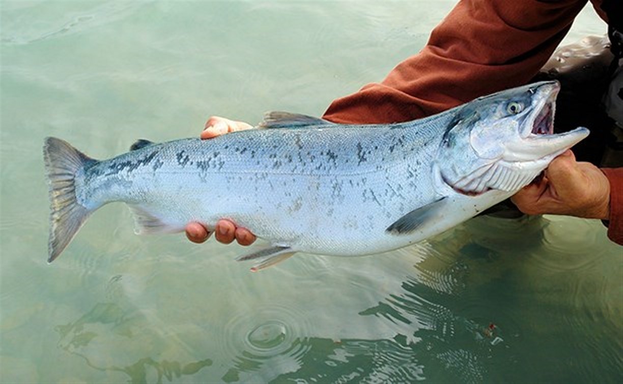 В Год лосося на Сахалине обсудят запасы рыбы в Тихом океане