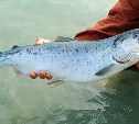 В Год лосося на Сахалине обсудят запасы рыбы в Тихом океане