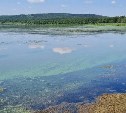Озеро "Тунайча" вновь "зацвело" на Сахалине: в чём опасность и можно ли купаться