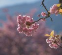 Тест: сможете ли вы определить цветущие растения по фото