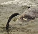 Огромное морское животное выбросило на побережье Сахалина