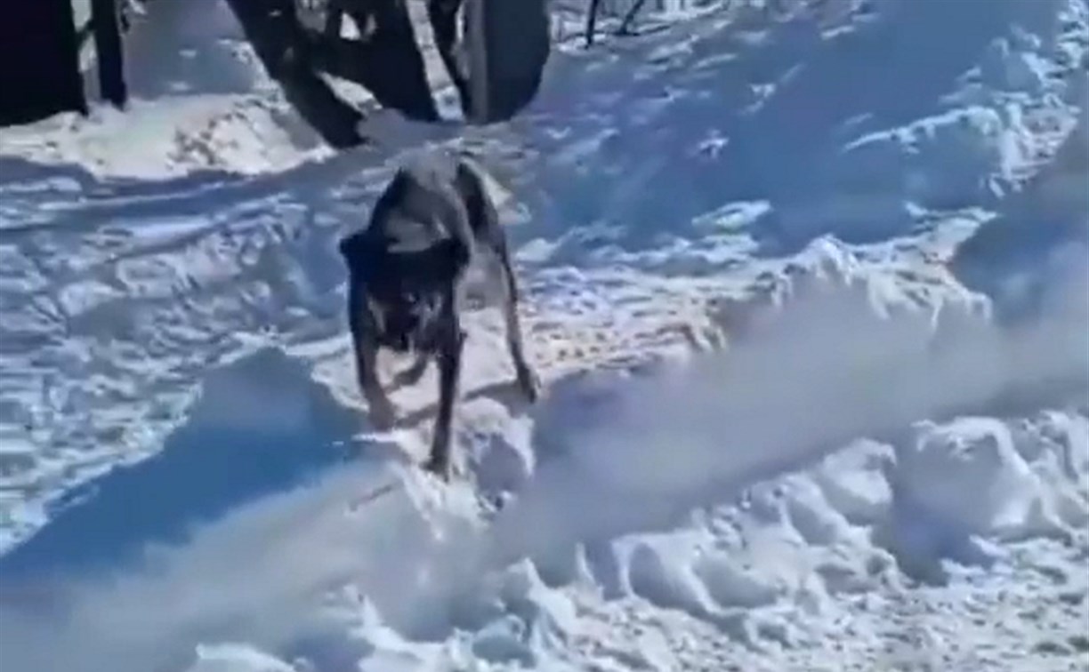 Стаи собак в планировочном районе Южно-Сахалинска бросаются на школьников 