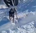 Стаи собак в планировочном районе Южно-Сахалинска бросаются на школьников 