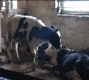 Голодные коровы, утопающие в навозе, и сотрудники без зарплаты - прелести жизни сахалинских совхозов в 21 веке