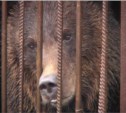Охинская медведица вскоре отправится на новое место жительства в Москву