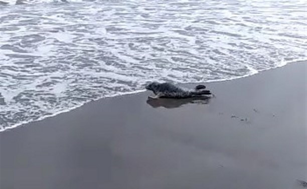 Житель Парамушира снял, как тюленёнок ползёт к Тихому океану