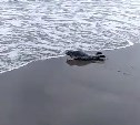 Житель Парамушира снял, как тюленёнок ползёт к Тихому океану