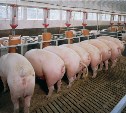 Свинокомплекс в Таранае работал незаконно – стройинспекция Сахалинской области