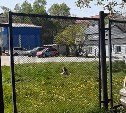 На стаю псов в свободном выгуле у детского сада пожаловалась южносахалинка