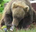 Стеснительный медведь пришёл за сгущёнкой на полигон в Северо-Курильске