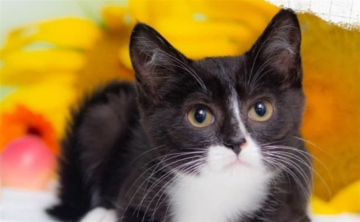 Решить проблему в корне: сахалинские волонтеры собирают деньги на стерилизацию 100 кошек