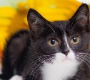 Решить проблему в корне: сахалинские волонтеры собирают деньги на стерилизацию 100 кошек