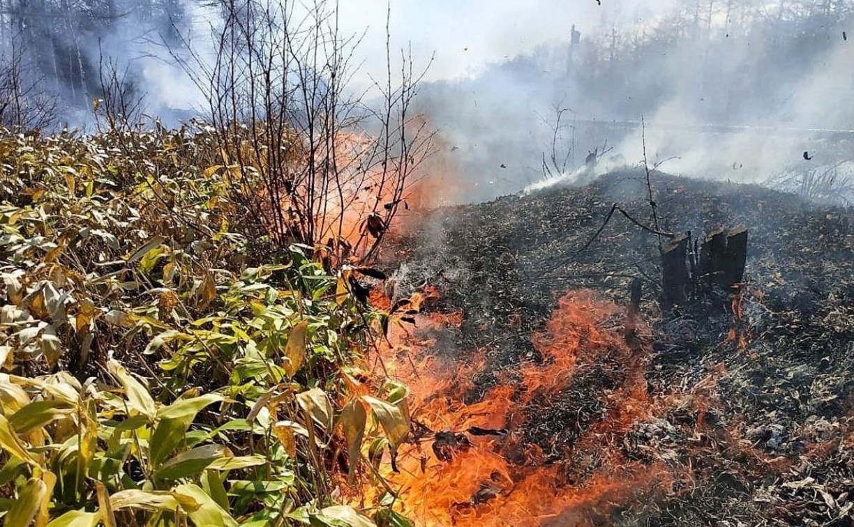 На Сахалине огонь за сутки уничтожил 800 "квадратов" сухой травы