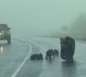 Медвежье семейство устроило трапезу посреди трассы на Курилах, остановив движение