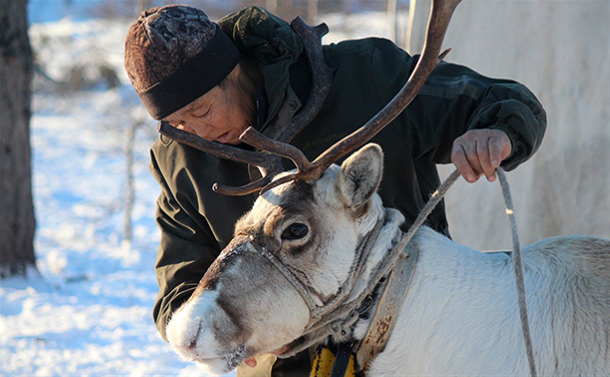 Якутские олени обживаются на севере Сахалина: фоторепортаж из Ногликского района