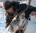 Якутские олени обживаются на севере Сахалина: фоторепортаж из Ногликского района