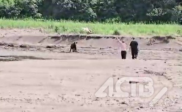 На Сахалине "пьяный герой" забрасывал медведя палками и камнями