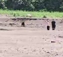 На Сахалине "пьяный герой" забрасывал медведя палками и камнями