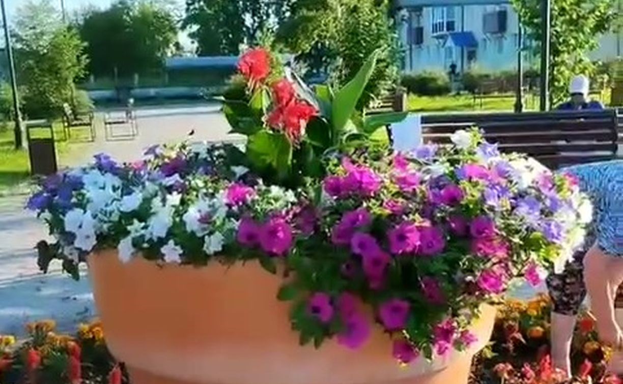 Картошка взошла среди цветов на городской клумбе в Аниве
