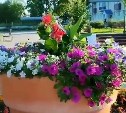 Картошка взошла среди цветов на городской клумбе в Аниве