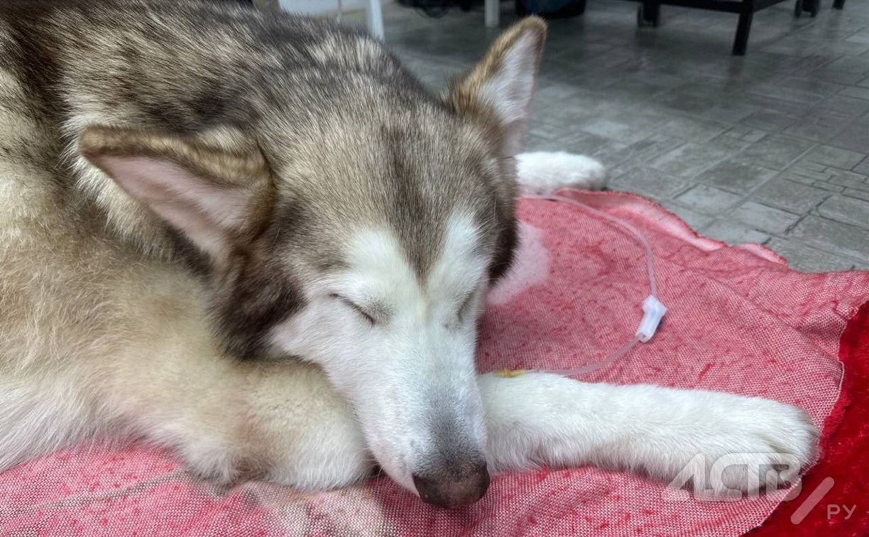 В Южно-Сахалинске зафиксировали активность догхантеров: пострадала домашняя собака