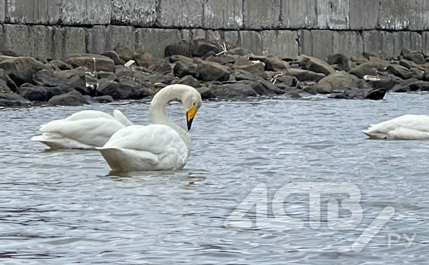 Две пары лебедей встречают туристов на набережной в Невельске