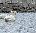 Две пары лебедей встречают туристов на набережной в Невельске