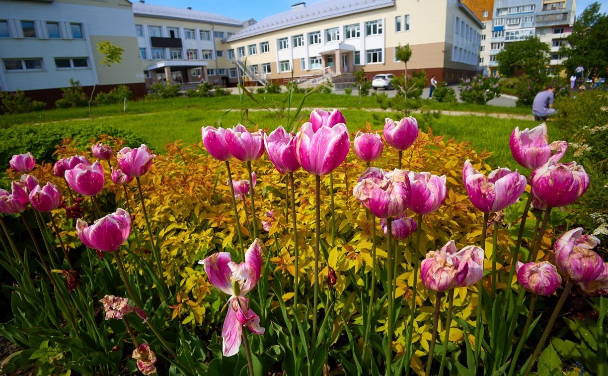 "Цветущий Южный": сахалинская столица принарядилась к юбилею