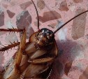 Проверка не нашла насекомых в школьной столовой Южно-Сахалинска