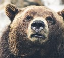 Медведя ищут в окрестностях села Яблочное на Сахалине