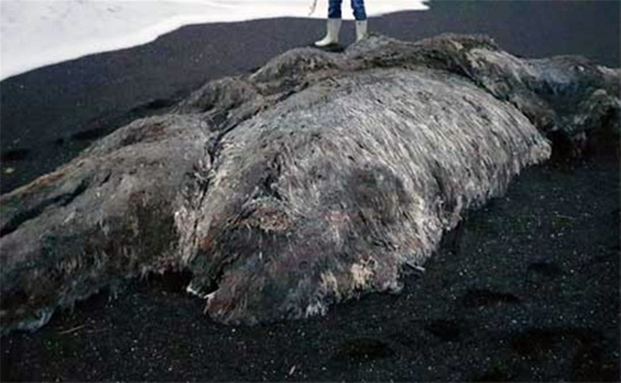 Жители Камчатки удивились, что за существо выбросило на берег