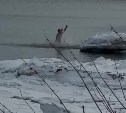 "Хорошо тут у вас!": компания мужчин с радостными криками прыгнула в ледяное море на Сахалине