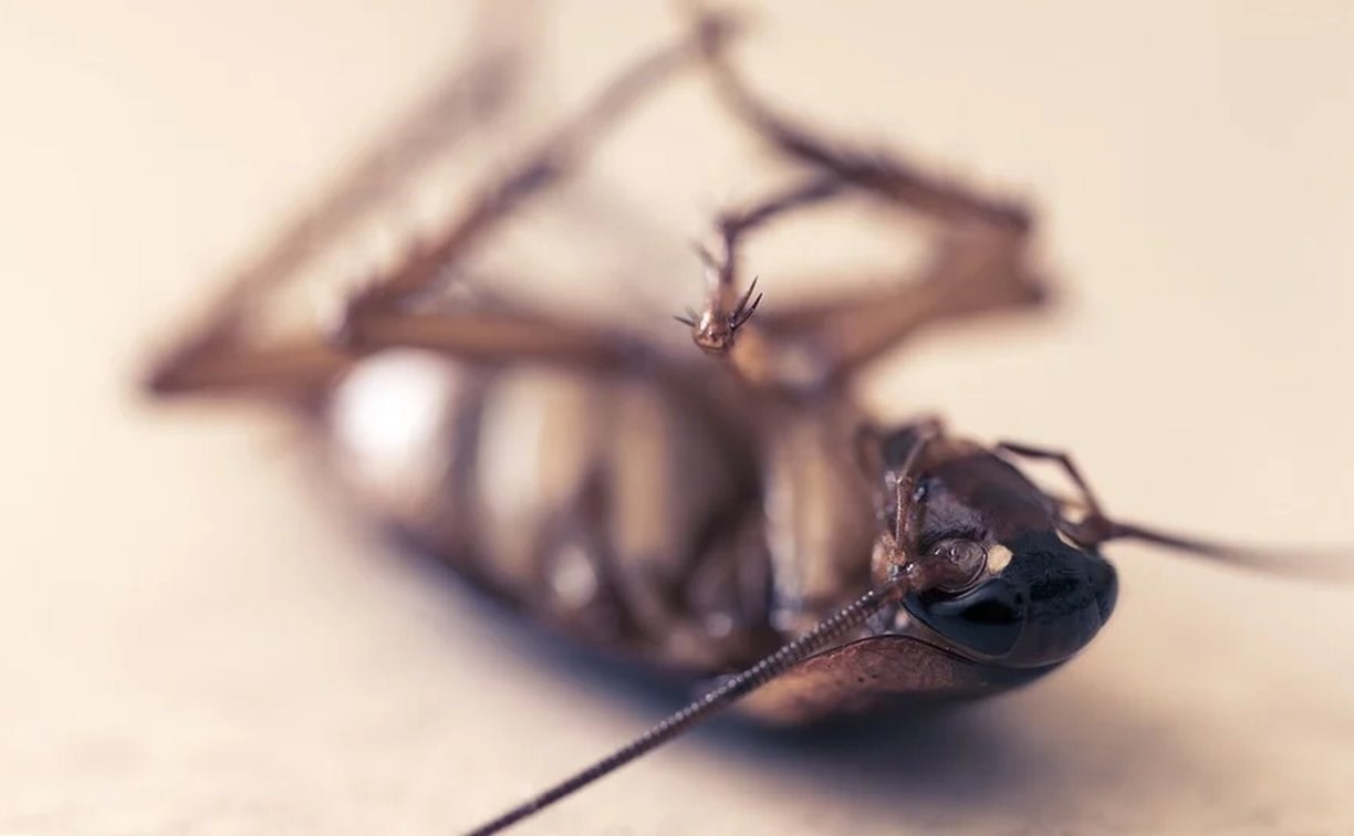 Младший воспитатель нечаянно отравила детей, пытаясь избавиться от тараканов