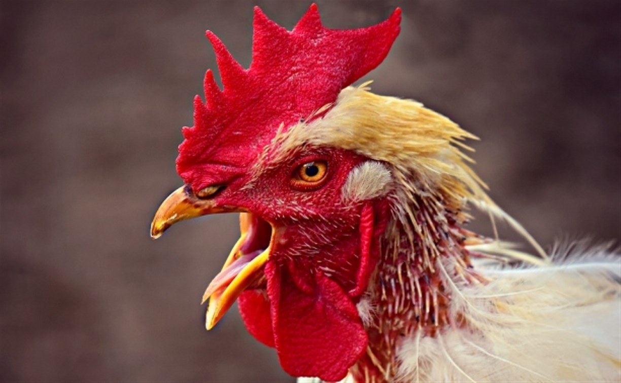 Сахалинская птицефабрика: зелёную курицу можно было есть