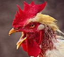 Сахалинская птицефабрика: зелёную курицу можно было есть