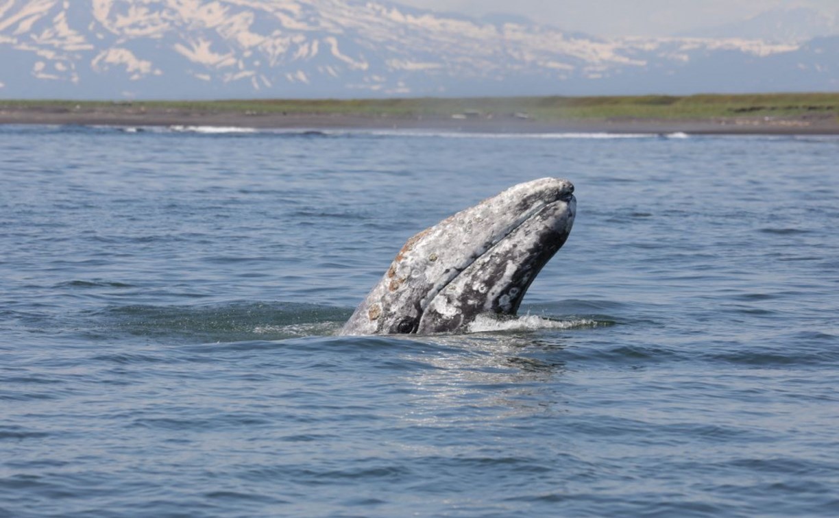 Серые киты стали реже кормиться на Камчатке, вероятно, они уходят сразу к Сахалину