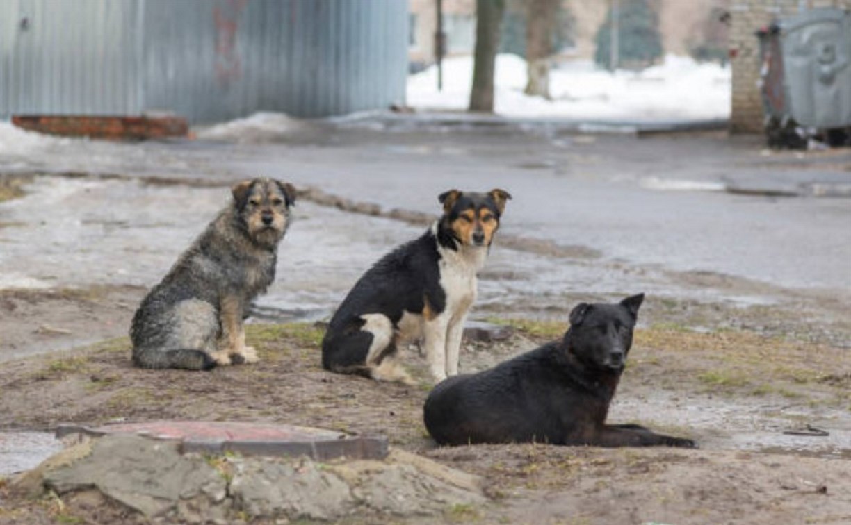 В Госдуме предложили ввести штрафы, равные МРОТ, для владельцев животных